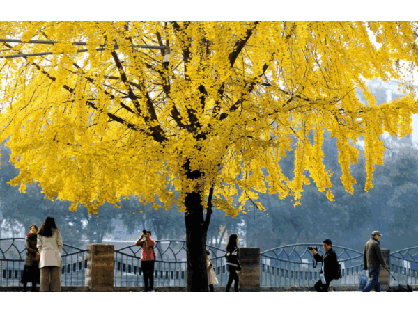 邁世視野：成都環(huán)衛(wèi)工拋銀杏葉視頻意外走紅，快樂原來如此簡單